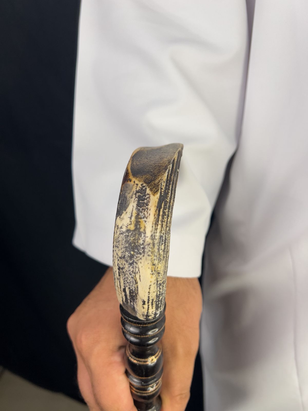 ناب فرس النهر